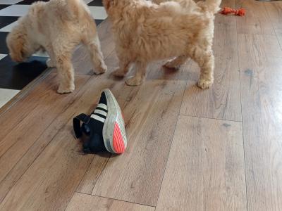 Goldendoodle puppies in Carlow