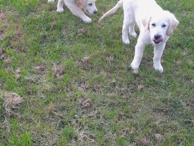 Two Golden Retriever puppies in Kilkenny