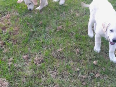 Two Golden Retriever puppies in Kilkenny