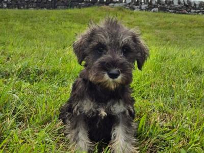 Miniature Schnauzer puppies in Kilkenny