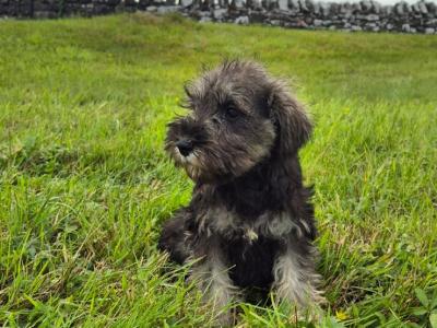 Miniature Schnauzer puppies in Kilkenny