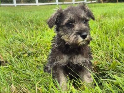 Miniature Schnauzer puppies in Kilkenny