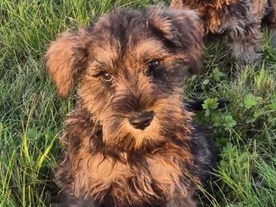 Schnauzer puppies in Kilkenny