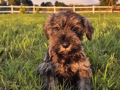 Miniature Schnauzer puppies in Kilkenny