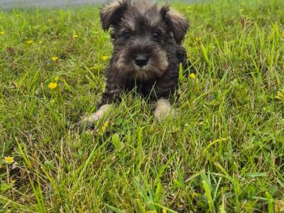 Miniature Schnauzer puppies in Kilkenny