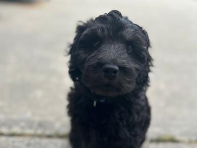 Rehoming our male Maltipoo puppy in Donegal – Loving Forever home Wanted