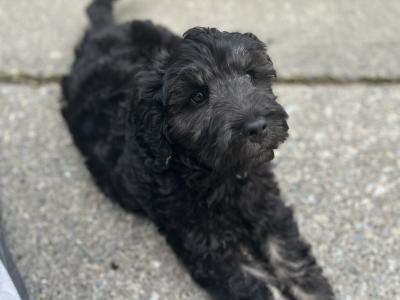 Rehoming our male Maltipoo puppy in Donegal – Loving Forever home Wanted