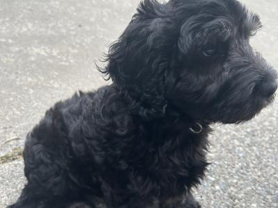 Rehoming our male Maltipoo puppy in Donegal – Loving Forever home Wanted
