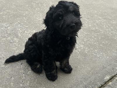 Rehoming our male Maltipoo puppy in Donegal – Loving Forever home Wanted