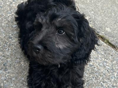 Rehoming Our male Maltipoo puppy in Donegal – Loving Forever home Wanted