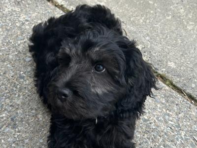 Rehoming our male Maltipoo puppy in Donegal – Loving Forever home Wanted