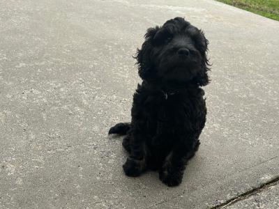 Rehoming our male Maltipoo puppy in Donegal – Loving Forever home Wanted