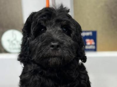 Rehoming our male Maltipoo puppy in Donegal – Loving Forever home Wanted