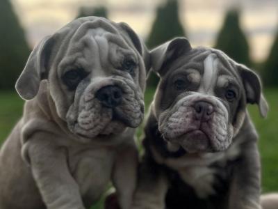 English bulldog