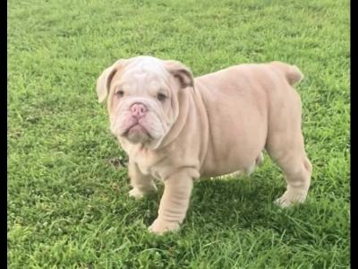 English bulldog