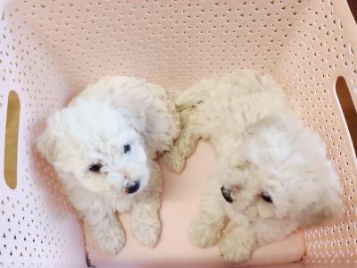Exclusively bred Poochon puppies 2 snow White males in Wexford