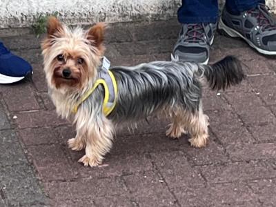 Miniature Yorkshire Terrier for stud in Wexford €300