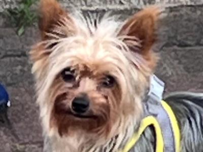 Miniature Yorkshire Terrier for stud in Wexford €300