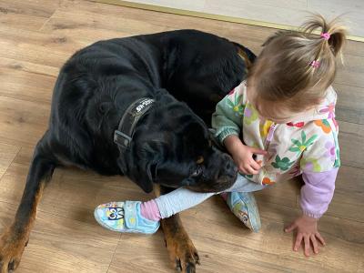 Biggie is a loving 4 year old male Rottweiler in Wexford, looking for his Forever home