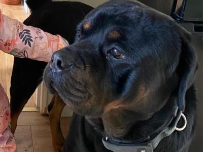 Biggie is a loving 4 year old male Rottweiler in Wexford, looking for his Forever home