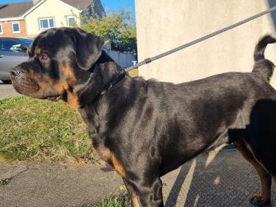 Biggie is a loving 4 year old male Rottweiler in Wexford, looking for his Forever home
