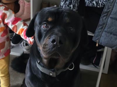 Biggie is a loving 4 year old male Rottweiler in Wexford, looking for his Forever home