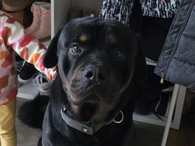 Loving male  Rottweiler in Wexford looking for Forever home