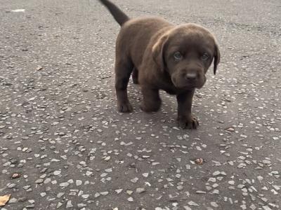 Chunky Chocolate purebred Labrador puppies in Cavan