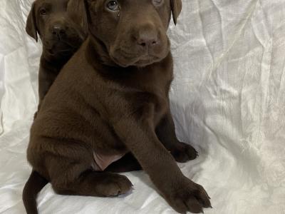 Chunky Chocolate purebred Labrador puppies in Cavan