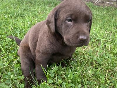 Chunky Chocolate purebred Labrador puppies in Cavan