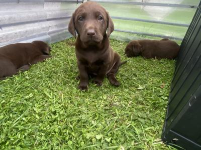 Chunky Chocolate purebred Labrador puppies in Cavan