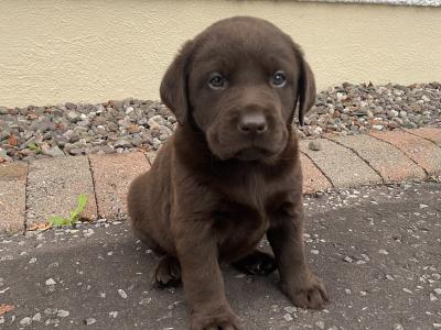 Chunky Chocolate purebred Lab puppies