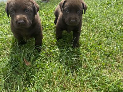 Chunky Chocolate purebred Labrador puppies in Cavan