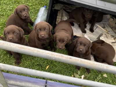 Chunky Chocolate purebred Labrador puppies in Cavan