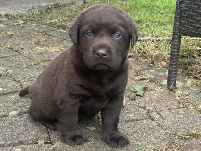Chunky Chocolate purebred Labrador puppies in Cavan