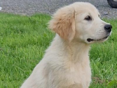 Only 1 remaining ikc registered retriever
