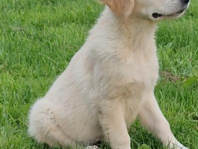 1 female IKC Registered(pending) Golden Retriever puppy left in Limerick