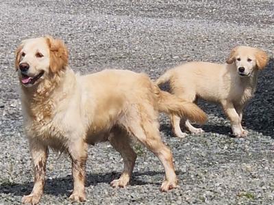 Only 1 Remaining IKC Registered(pending) Golden Retriever puppy in Limerick