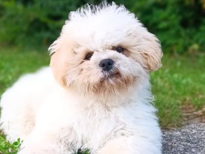 Male Shih Tzu x Bichon Frise puppy for sale in Kilkenny