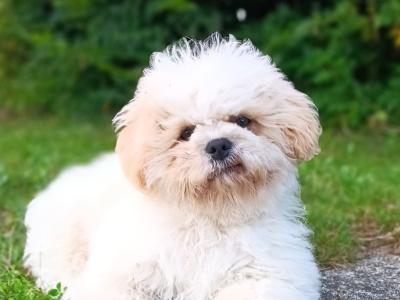 Male Shih Tzu x Bichon Frise pup for sale
