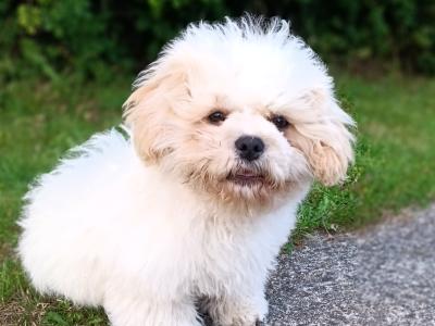 Male Shih Tzu x Bichon Frise puppy for sale in Kilkenny
