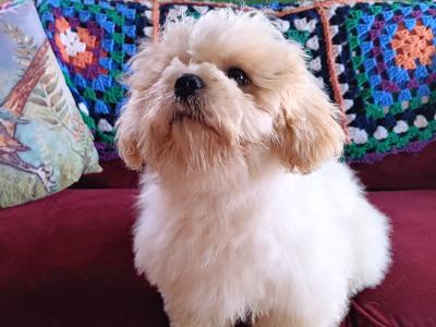 Male Shih Tzu x Bichon Frise puppy for sale in Kilkenny