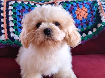 Male Shih Tzu x Bichon Frise puppy for sale in Kilkenny