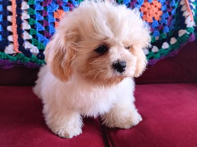 Male Shih Tzu x Bichon Frise puppy for sale in Kilkenny