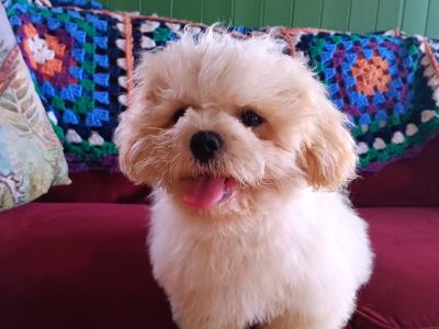 Male Shih Tzu x Bichon Frise puppy for sale in Kilkenny