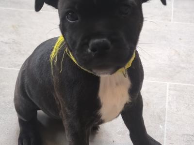 **LAST FEMALE LEFT**Top bloodline Staffordshire Bull Terrier puppies for sale, IKC Registered