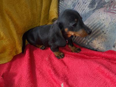 Miniature Smooth Short Haired Dachshund puppies in Tipperary
