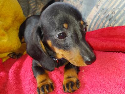 Miniature Smooth Short Haired Dachshund puppies in Tipperary