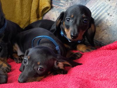 Miniature Smooth Short Haired Dachshund puppies in Tipperary