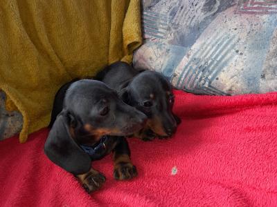 Miniature Smooth Short Haired Dachshund puppies in Tipperary